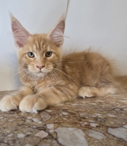 Miot Z